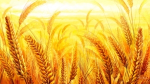 golden harvest